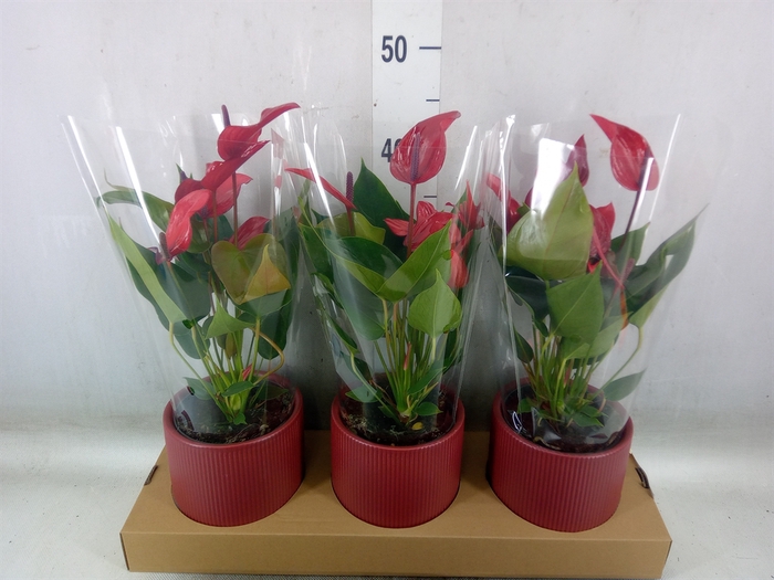 <h4>Anthurium  'Banderola Lava'</h4>