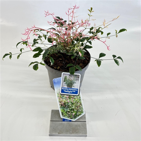 <h4>Nandina domestica 'Twilight'</h4>