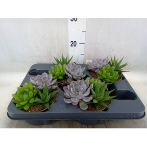 Succulents   ...mix 3