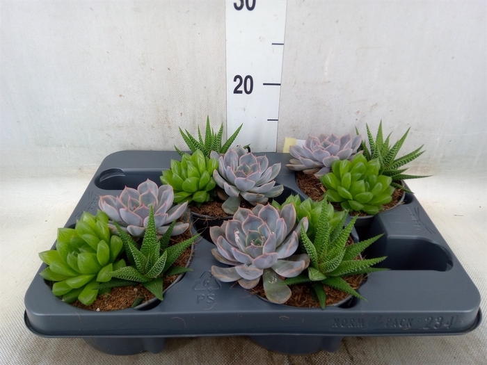 <h4>Succulents   ...mix 3</h4>