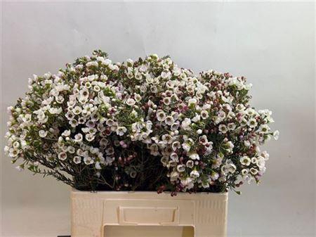 <h4>Chame Moonl Delight</h4>