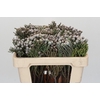 Kaaps Groen Silver Brunia