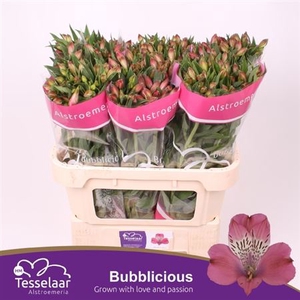 Alstr Bubblicious