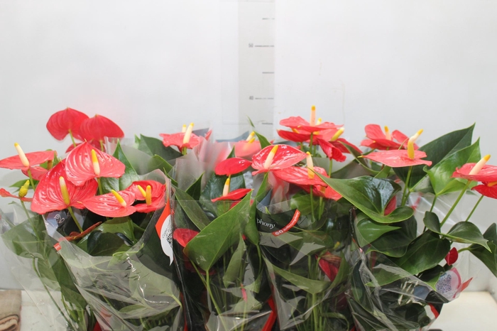 <h4>ANTHURIUM ESUDO P12</h4>