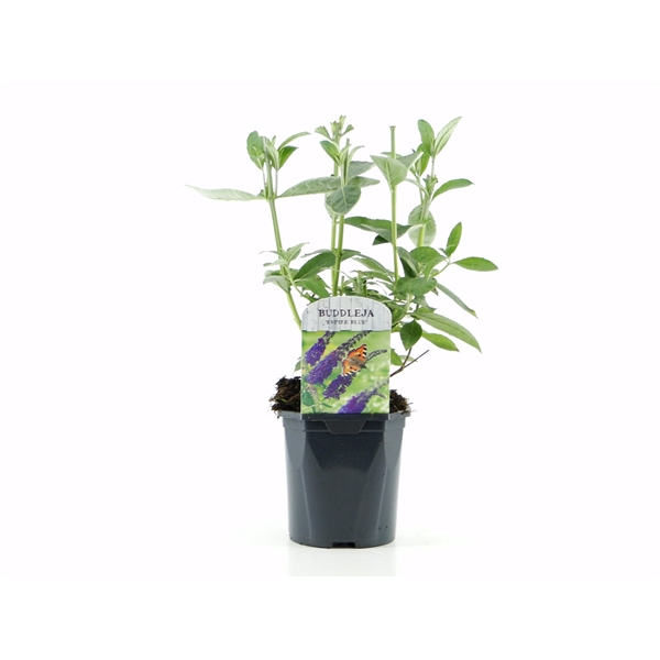 <h4>Buddleja dav. Empire Blue</h4>