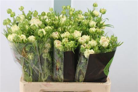 <h4>Ran N Moderna Star Galaxy</h4>