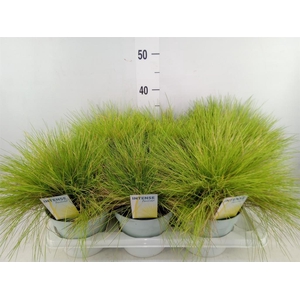 Festuca glauca 'Amigold'