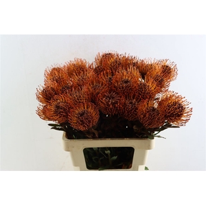 Leuco Klbh Brown