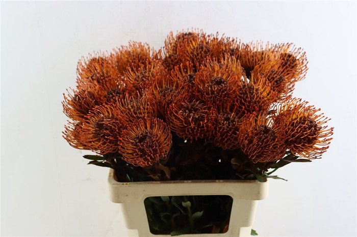<h4>Leuco Klbh Brown</h4>