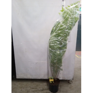 Cyathea cooperi