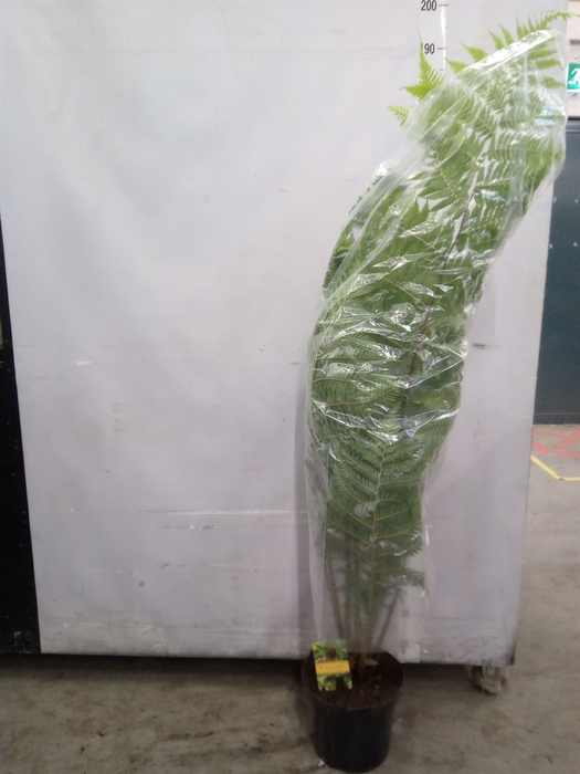 <h4>Cyathea cooperi</h4>
