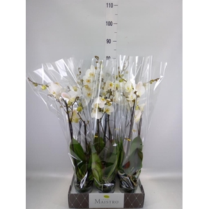 Phalaenopsis   ...white