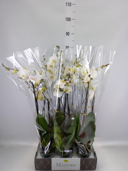 <h4>Phalaenopsis   ...white</h4>