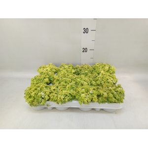 Sedum makinoi 'Kosmosje'