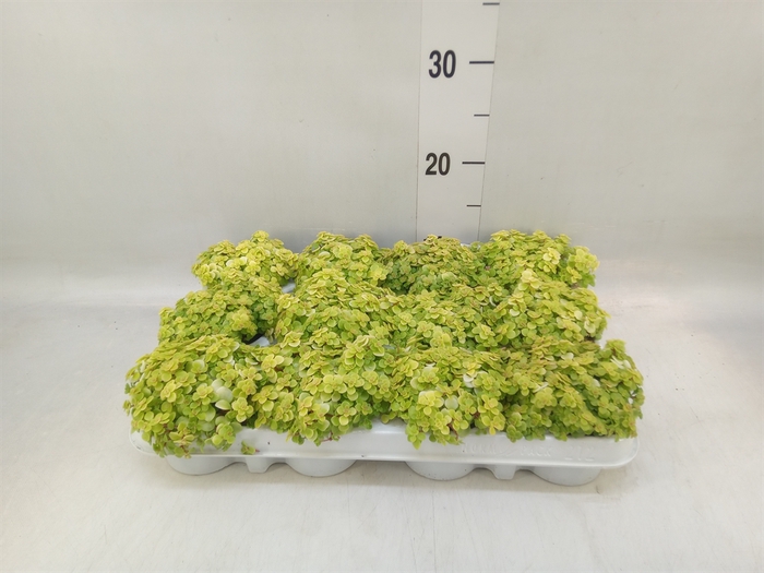 <h4>Sedum makinoi 'Kosmosje'</h4>
