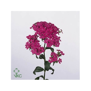 Dianthus Br Amazon Neon Purple