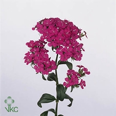 <h4>Dianthus Br Amazon Neon Purple</h4>