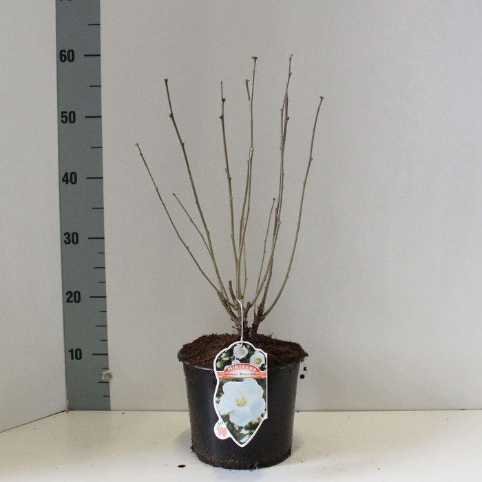 <h4>Hibiscus syriacus Totus Albus</h4>