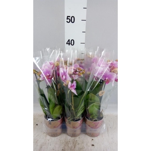 Phalaenopsis  'Ant Rotterdam'
