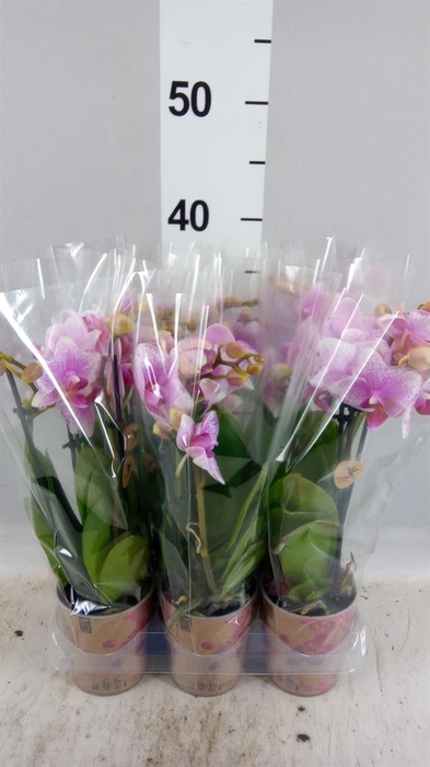<h4>Phalaenopsis  'Ant Rotterdam'</h4>