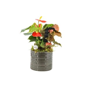 Arrangementen kamerplanten H%