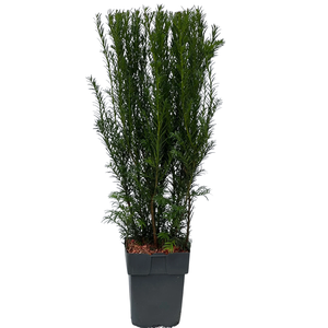 Taxus media 'Groenland' P17