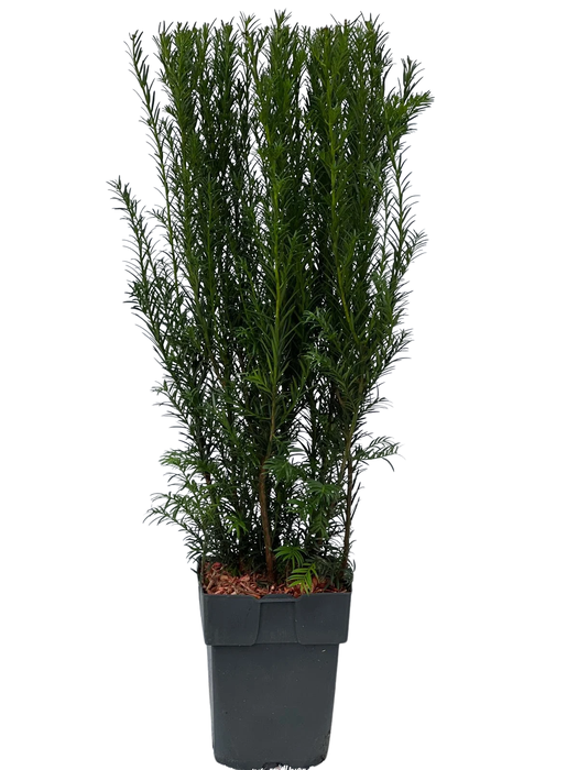 <h4>Taxus media 'Groenland' P17</h4>