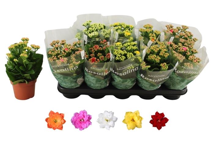 <h4>KAL GE RO GEM 5 KL</h4>