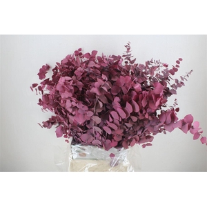 Pres Euca Stuartiana Lilac Bunch