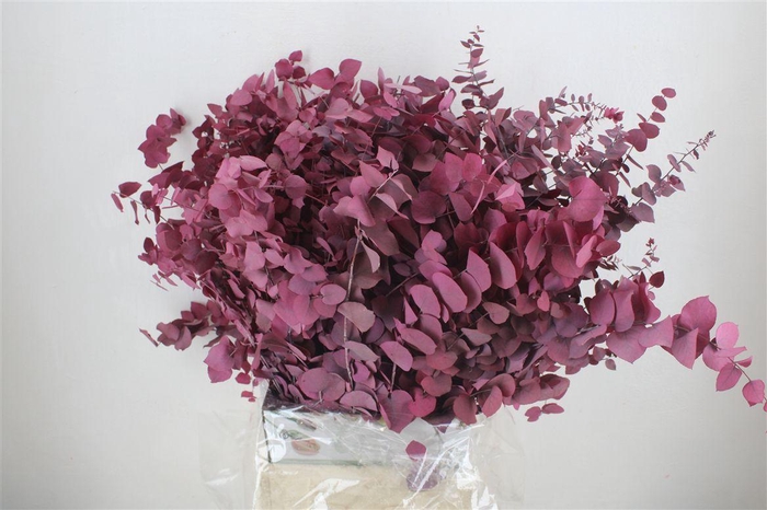 <h4>Pres Euca Stuartiana Lilac Bunch</h4>