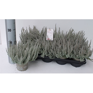 Callu Ga G Fluffy P12