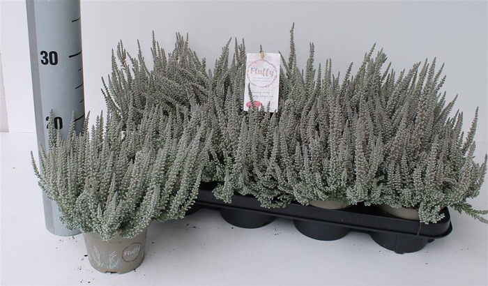 <h4>Callu Ga G Fluffy P12</h4>