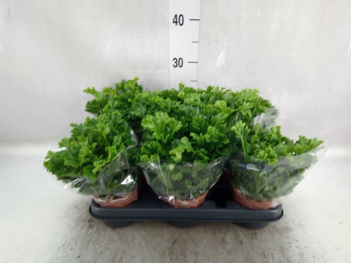 <h4>Asplenium antiquum 'Leslie'</h4>