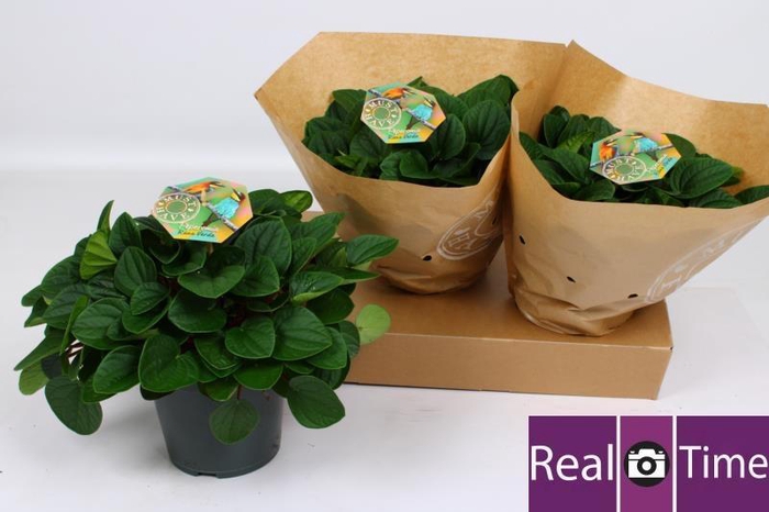 <h4>PEP AL RANA VERDE</h4>