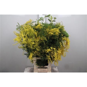 Acacia Mirandol Per Stem 100cm