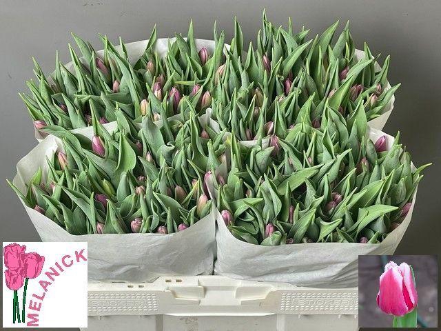 <h4>TU EN GENUA</h4>