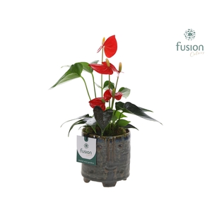 Keramiek facepot op voet met Anthurium
