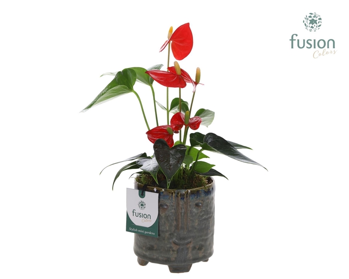 <h4>Keramiek facepot op voet met Anthurium</h4>