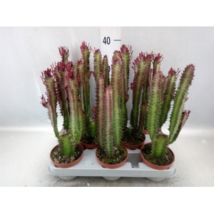 Euphorbia trigona 'Rubra'