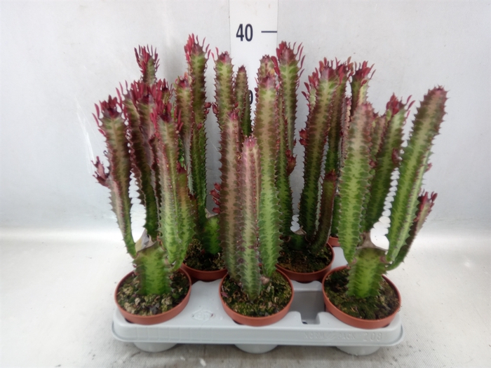 Euphorbia trigona 'Rubra'