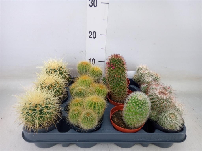 <h4>Cactus   ...mix</h4>