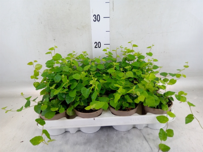 <h4>Ficus pumila 'Sunny Green'</h4>