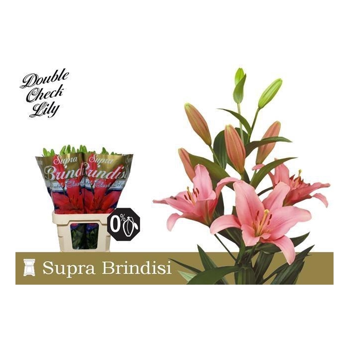 <h4>Li La Brindisi</h4>