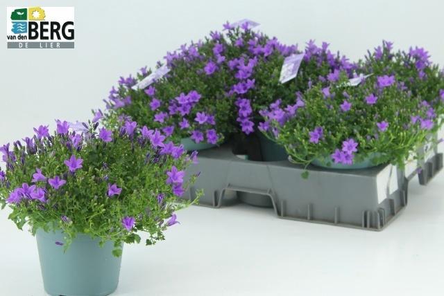 arr8 Camp Portenschlagian