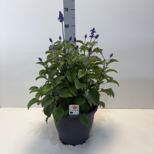 Salvia  'Mystic Spires Blue'