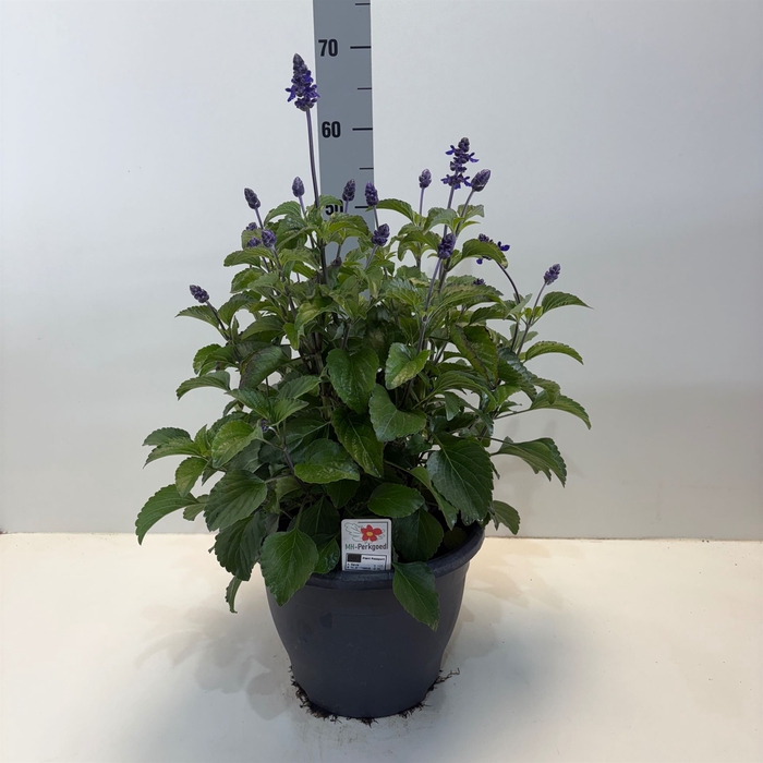 <h4>Salvia  'Mystic Spires Blue'</h4>