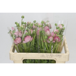 Ranunculus Moderna Dolce