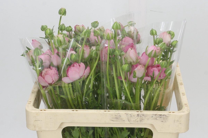 <h4>Ranunculus Moderna Dolce</h4>