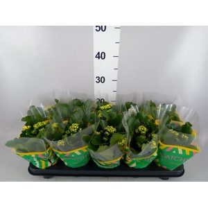 Kalanchoe blos. 'RosDon Amaril'