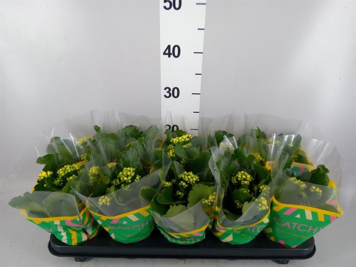 <h4>Kalanchoe blos. 'RosDon Amaril'</h4>